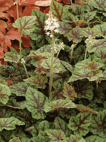 Тиарелла Sunset ridge