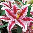 Лилия восточная Tigerwoods