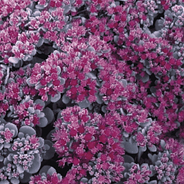 Очиток наутесный Robustum