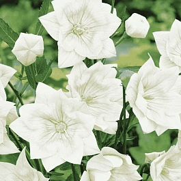 Платикодон крупноцветковый Hakone White