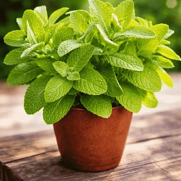 Мята Ландыш