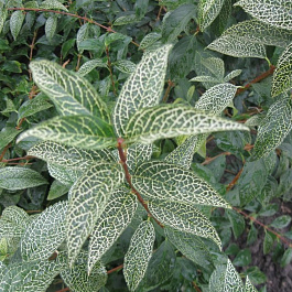 Форзиция корейская Кумсон