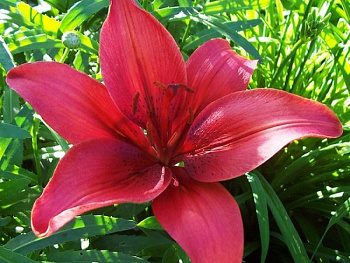 Лилия азиатская Солфарино