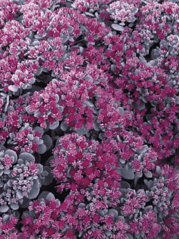 Очиток наутесный Robustum