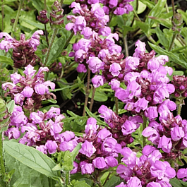 Прунелла крупноцветковая Bella Rose