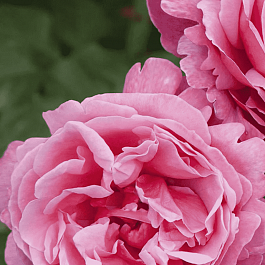 Роза чайно-гибридная Line Renaud