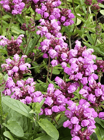 Прунелла крупноцветковая Bella Rose