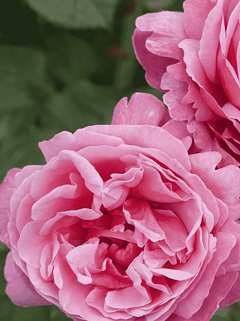 Роза чайно-гибридная Line Renaud