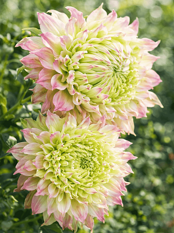 Клематис Midori