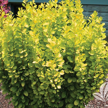 Барбарис Тунберга Голден Пиллар