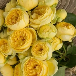 Роза спрей Catalina