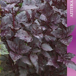 Базилик овощной Арарат