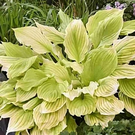 Хоста Bressingham Blue