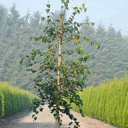 Береза полезная Long Trunk