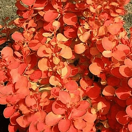 Барбарис Тунберга Orange Ice