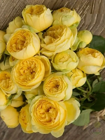 Роза спрей Catalina