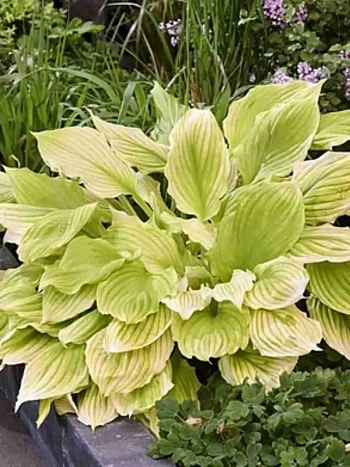 Хоста Bressingham Blue