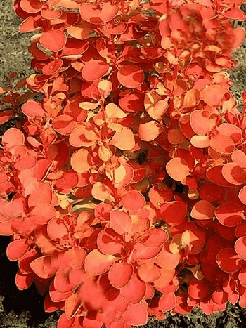 Барбарис Тунберга Orange Ice