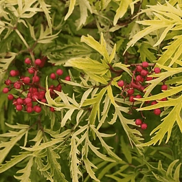 Бузина красная Plumosa Aurea