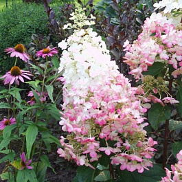 Гортензия метельчатая Пинк Леди Гортензия метельчатая Пинк Леди