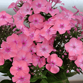 Флокс метельчатый Румяная малышка