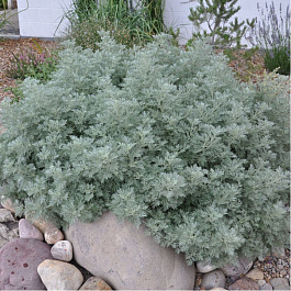 Полынь Шмидта Повис Кастл