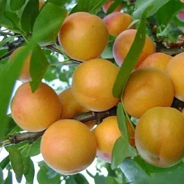 Абрикос Погремок