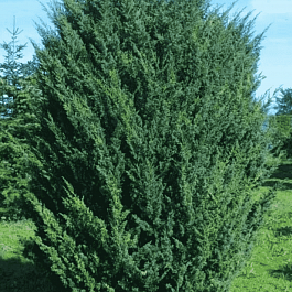 Можжевельник китайский Blaauw