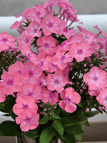 Флокс метельчатый Румяная малышка