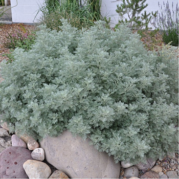 Полынь Шмидта Повис Кастл