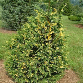 Кипарисовик нутканский aureovariegata