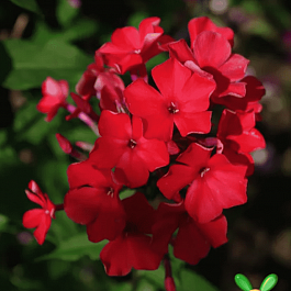 Флокс метельчатый Feuerspiegel