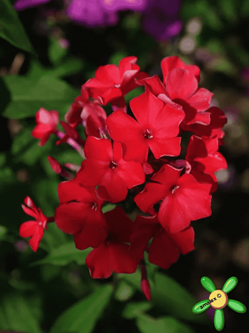 Флокс метельчатый Feuerspiegel