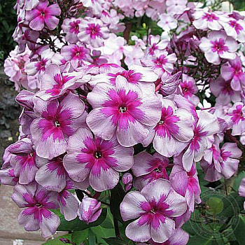 Флокс метельчатый Старый маяк Флокс метельчатый Старый маяк