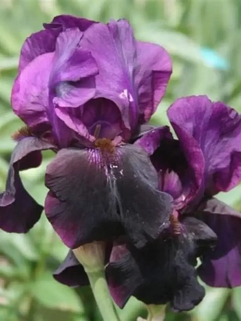 Ирис германский Sable Night