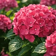Гортензия Macrophylla red