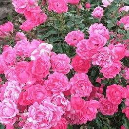 Роза почвопокровная Pink Fairy