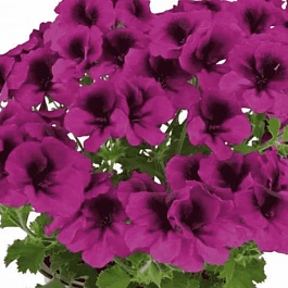 Пеларгония Toscana Florella Magenta