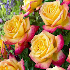 Роза чайно-гибридная Pullman Orient Express