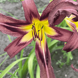 Лилейник Black Arrowhead