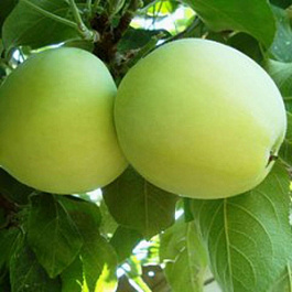 Яблоня Налив белый Яблоня Налив белый