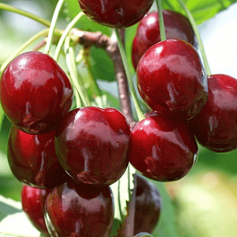 Черешня Овстуженка