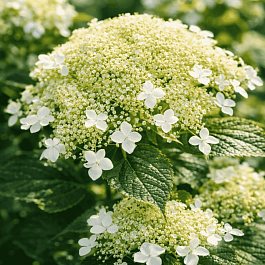 Гортензия древовидная White Dome