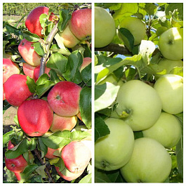 Дерево-сад (5 летка) яблоня 2 сорта Кандиль орловский-Налив белый