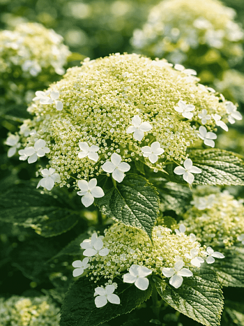 Гортензия древовидная White Dome