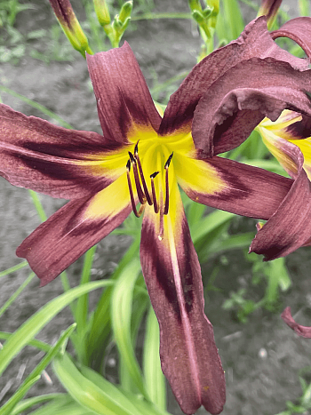 Лилейник Black Arrowhead