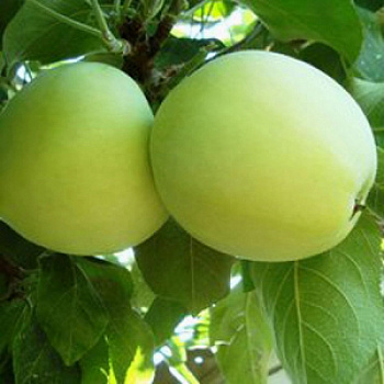 Яблоня Налив белый