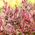Барбарис Тунберга Golden Ruby