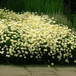 Пупавка гибридная Sauce Hollandaise