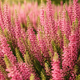 Вереск обыкновенный Angie